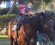 Young Rider